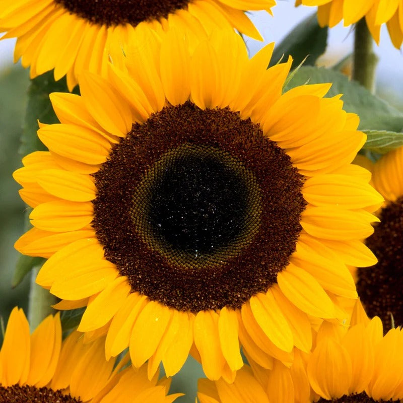 Sunflower (Hybrid Seeds)