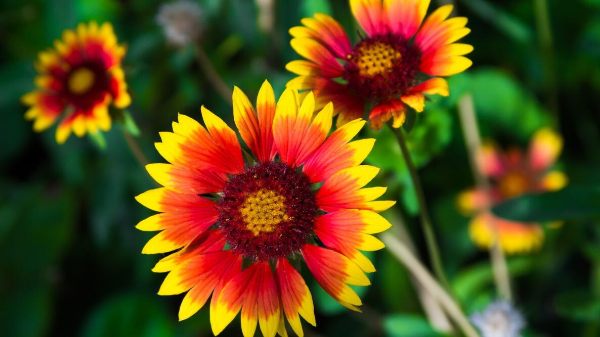 Gaillardia (Hybrid Seeds)
