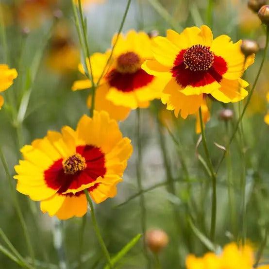 Coreopsis Tinctoria Flowering (Hybrid Seeds)