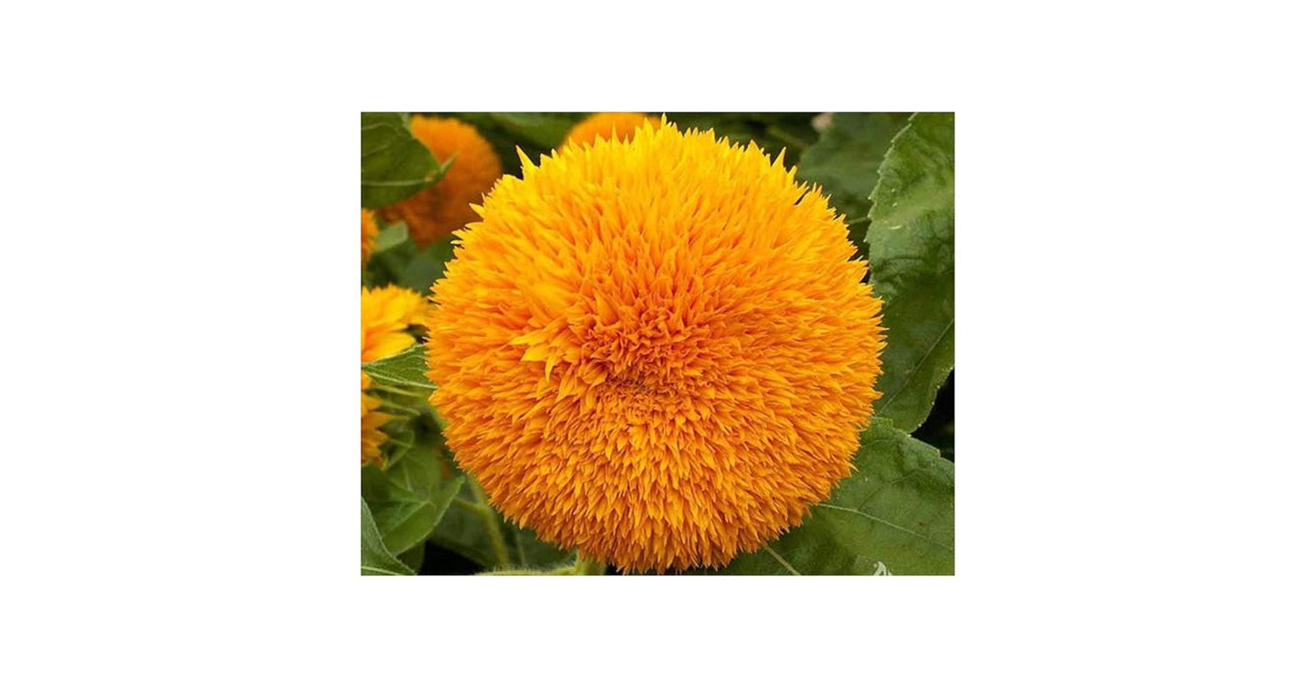 Sungold flowering (Hybrid Seeds)
