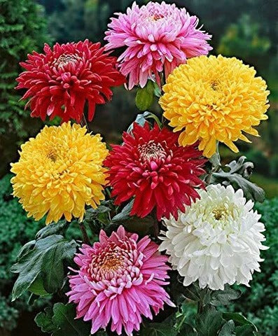 Dahlia Flowering (Hybrid Seeds)