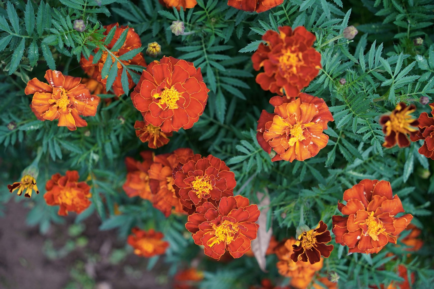 Small Orange Flower (Hybrid Seeds)