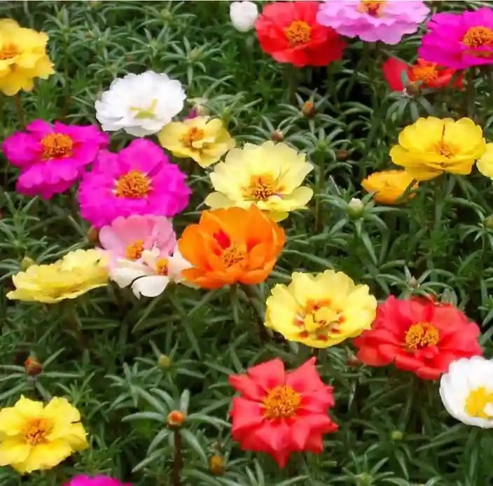 Rose Flowering (Hybrid Seeds)