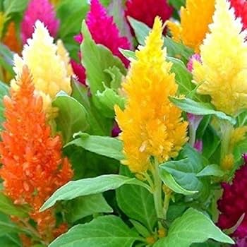 Celosia Mix Open Pollinated (Hybrid Seeds)