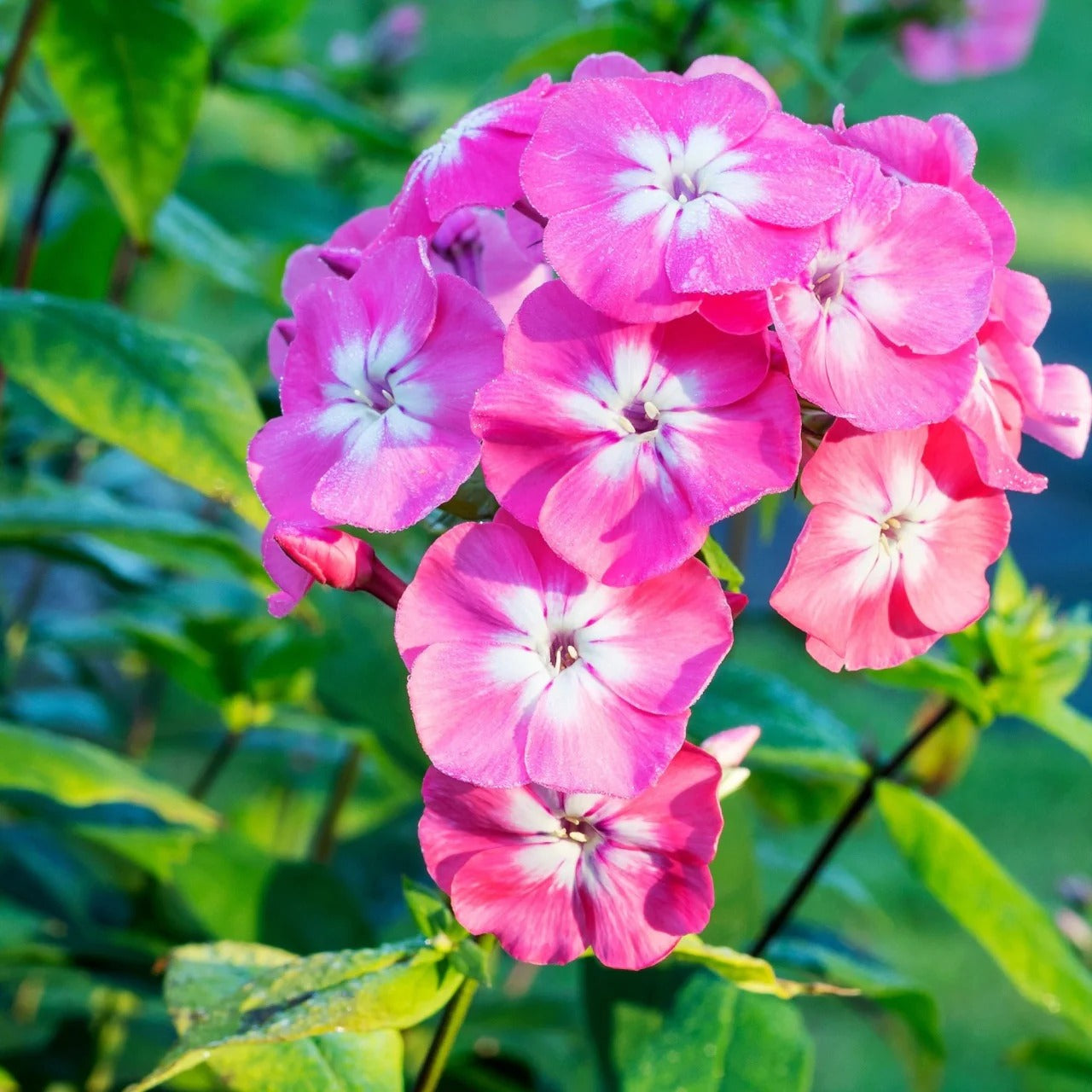 Phlox (Hybrid Seeds)