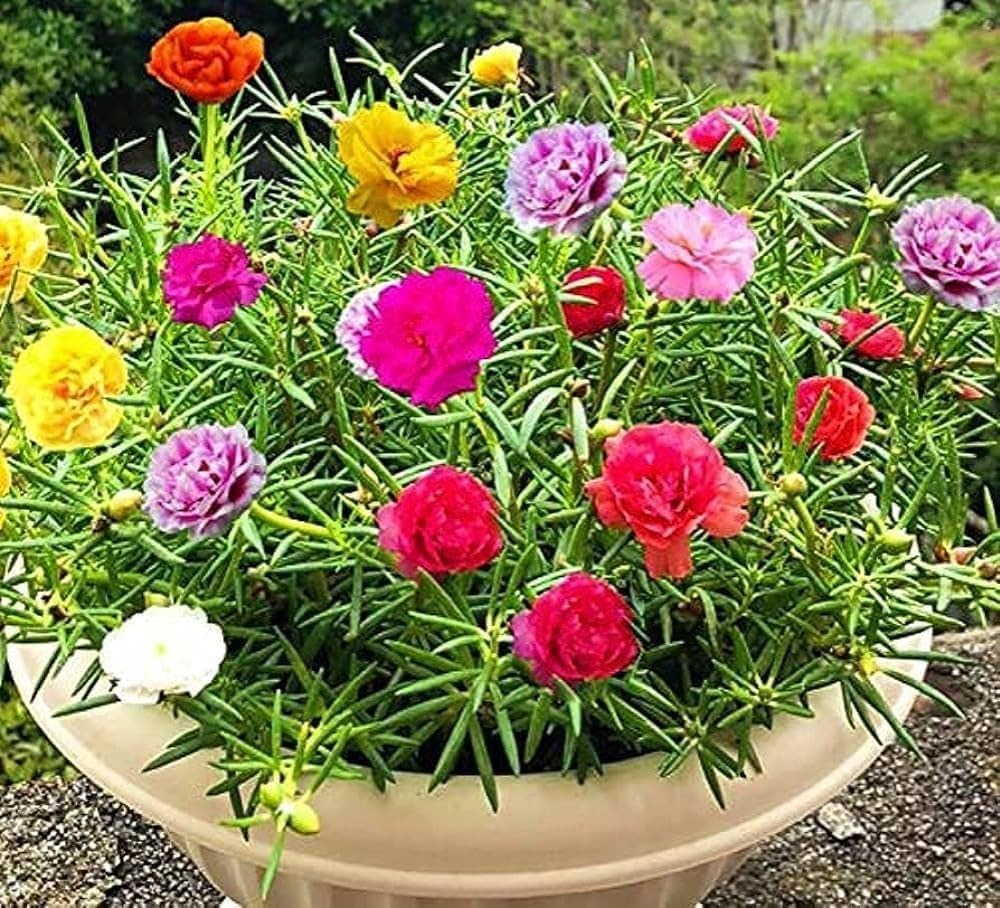 Portulaca (Hybrid Seeds)