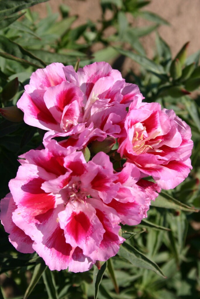Godetia Flowering (Hybrid Seeds)