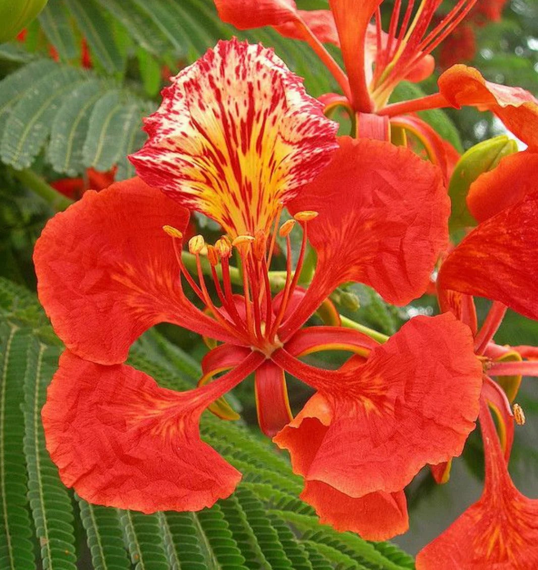 Gulmohar Flowering (Hybrid Seeds)