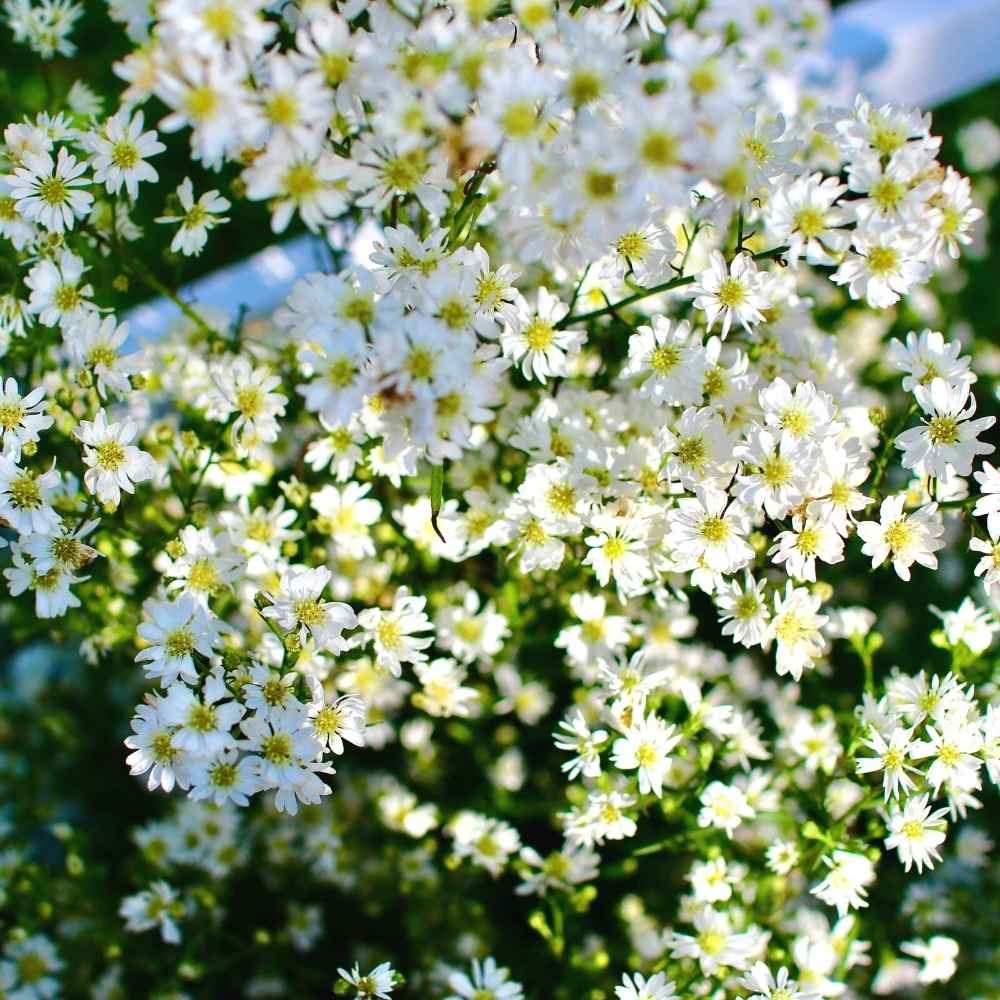 Gypsophila Flowering (Hybrid Seeds)