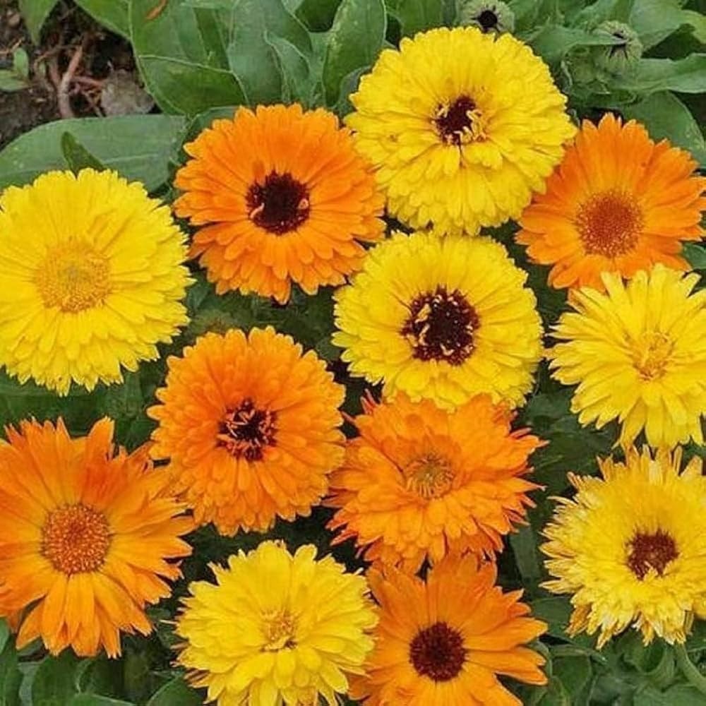 Calendula (Hybrid Seeds)
