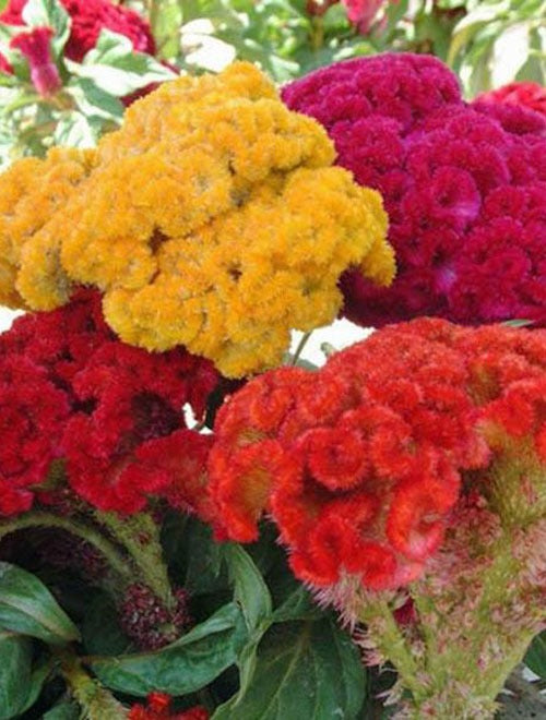 Cockscoms Flowering (Hybrid Seeds)