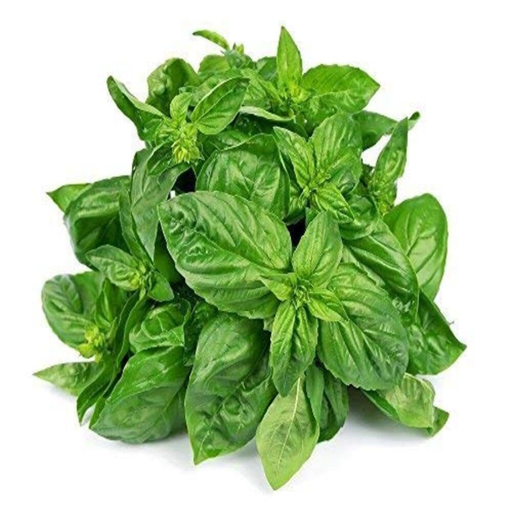 BASIL (Hybrid Seeds)