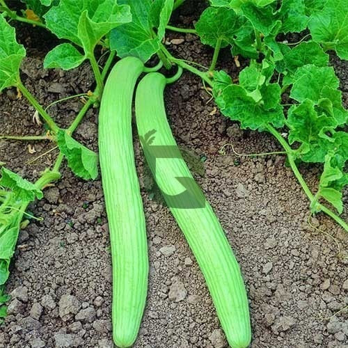 Long Melon (Hybrid Seeds)