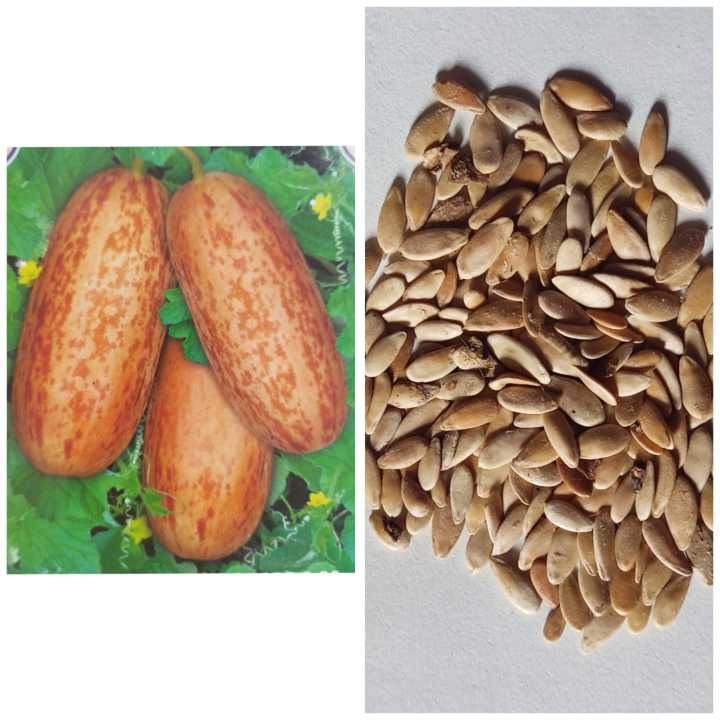 Foot Kakri (Hybrid Seeds)