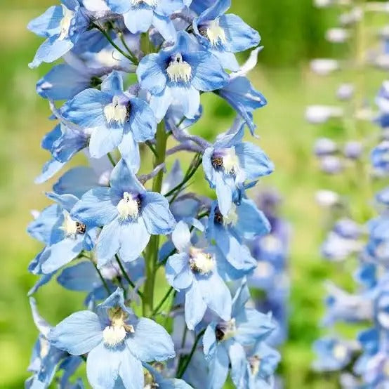 Delphinium (Hybrid Seeds)