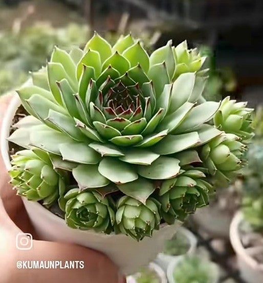 laxmi kamal succulent Laxmi Kamal with Pups (Bare Rooted) – Kumaun Plants