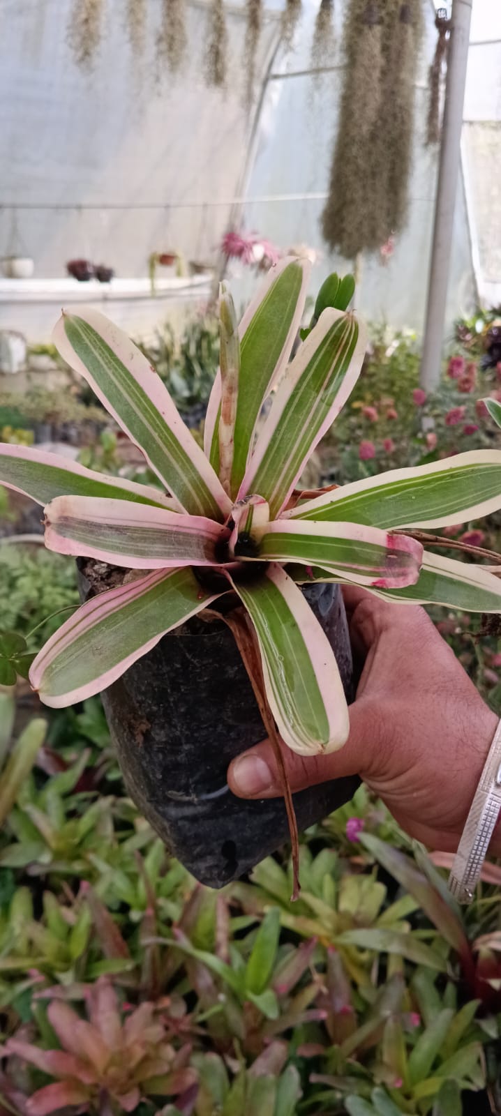 Neoregelia bromeliad (With Soil, Plant & Pot)