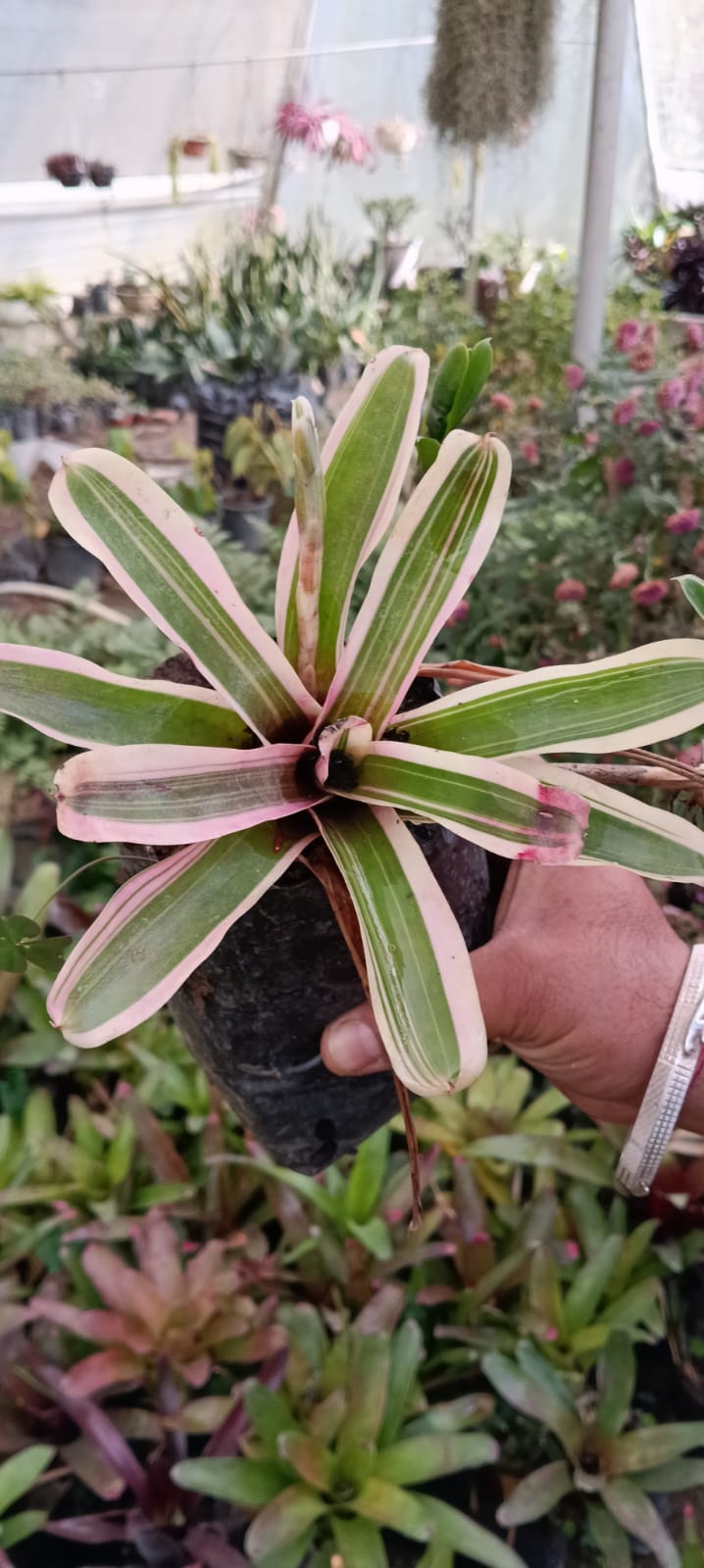 Neoregelia Bromeliad (Bare Rooted)