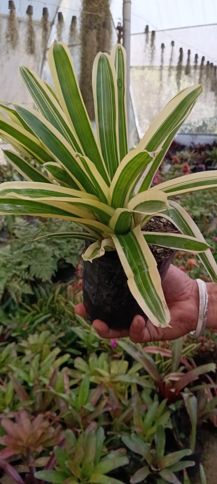 Variegated Neoregelia bromeliad (With Soil, Plant & Pot)