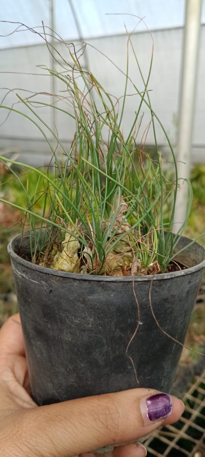 Albuca Polyphylla (With Soil, Plant & Pot)