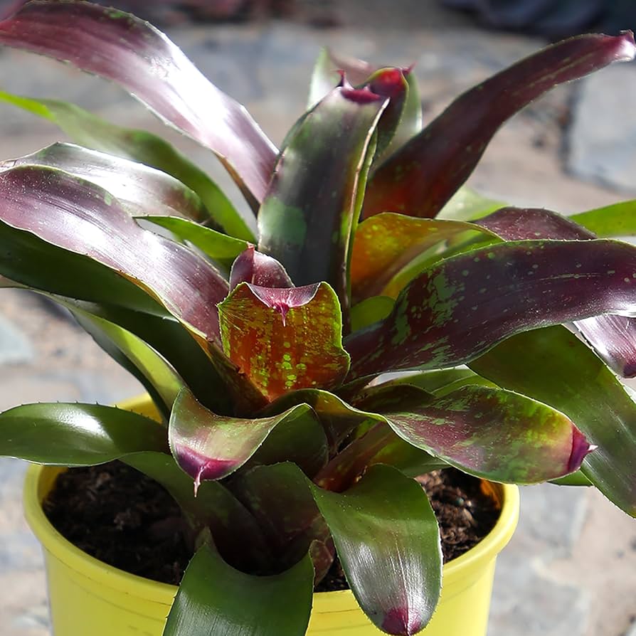 Red And Green Bromeliad (With Soil, Plant & Pot)