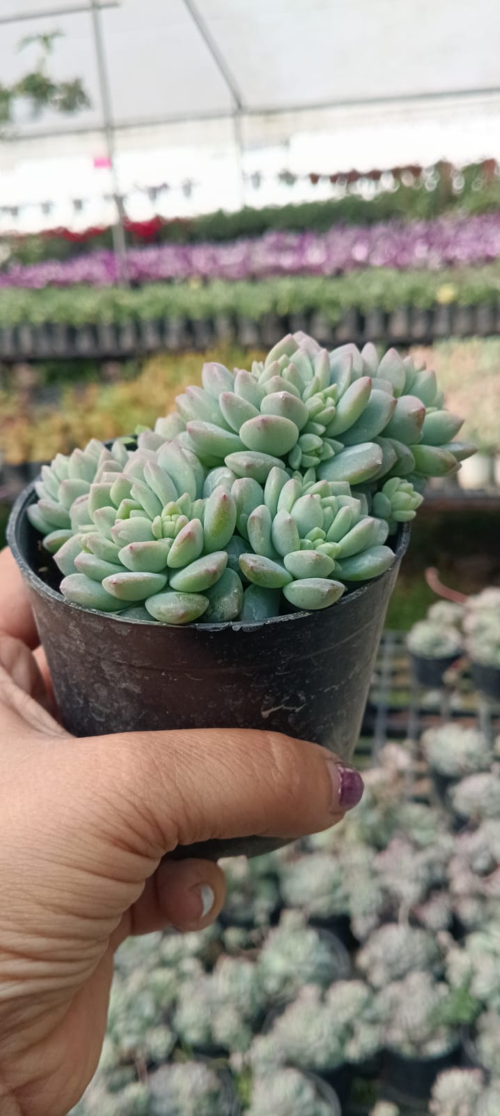 Echeveria Cute Beans (With Soil, Plant & Pot)