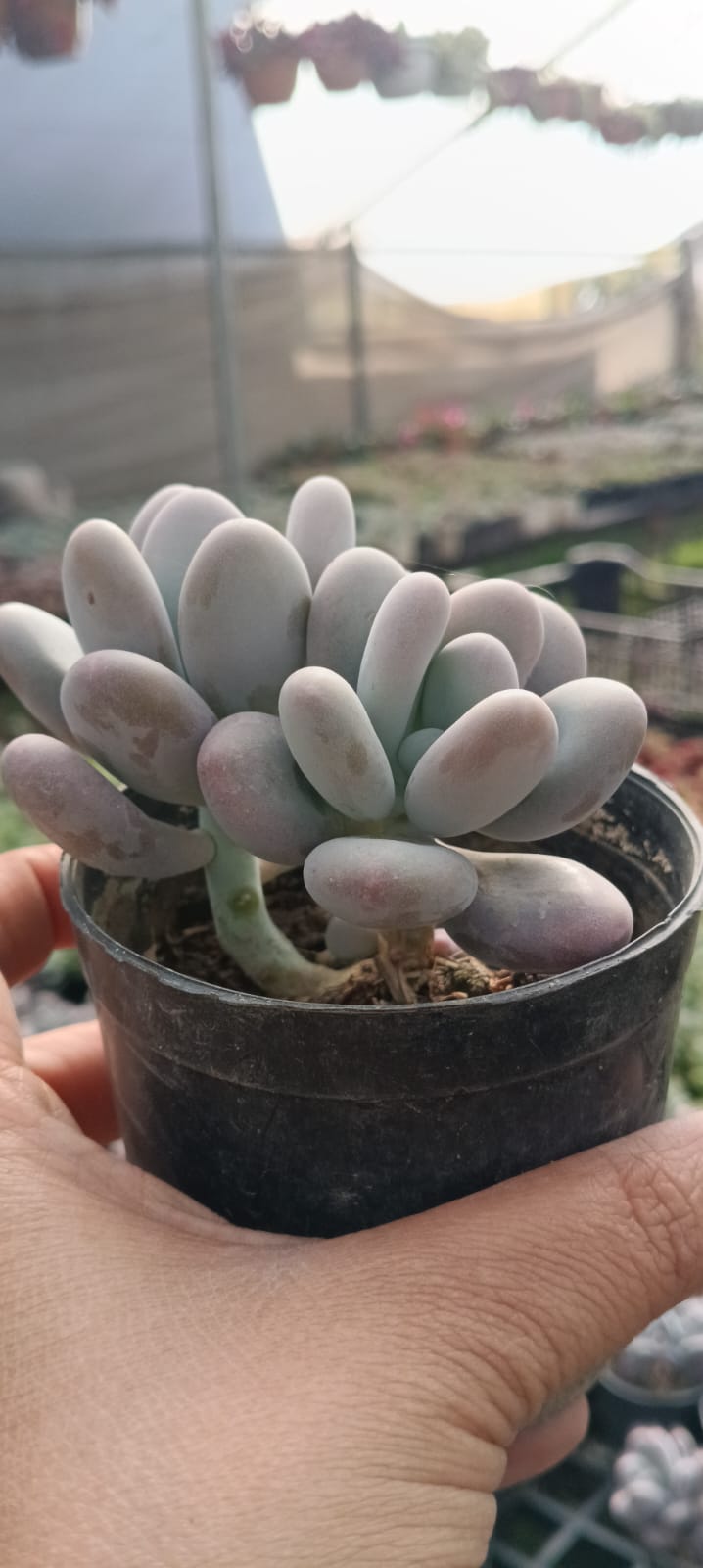 succulent moonstone plant Moonstone (With Soil, Plant & Pot) – Kumaun Plants