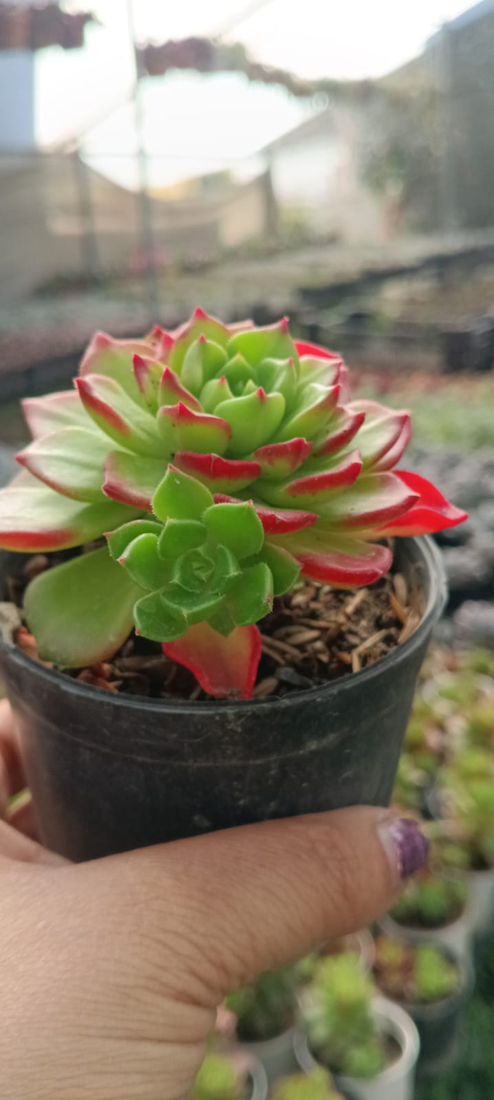 sedeveria letizia succulent Sedeveria Letizia (With Soil, Plant & Pot) – Kumaun Plants