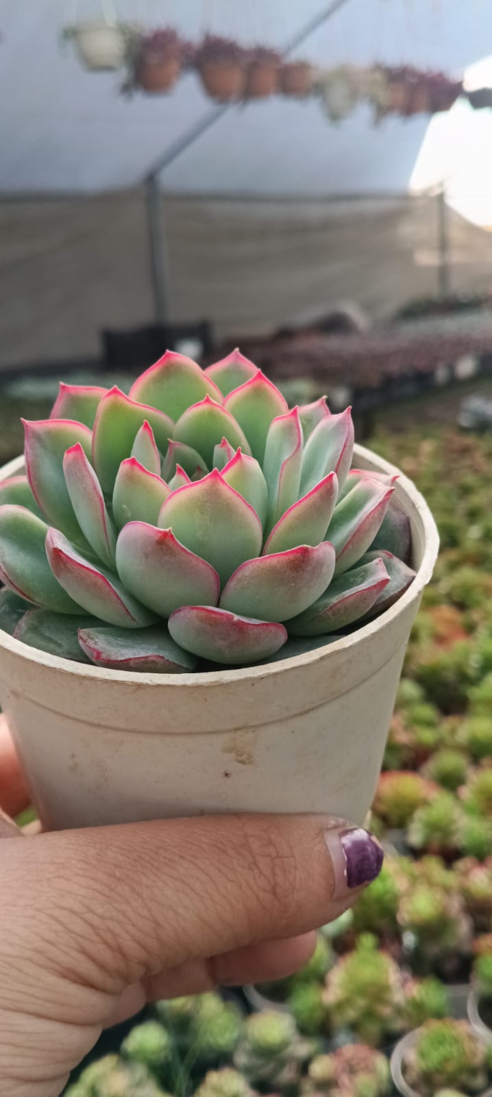 Echeveria Pink Border (With Soil, Plant & Pot)