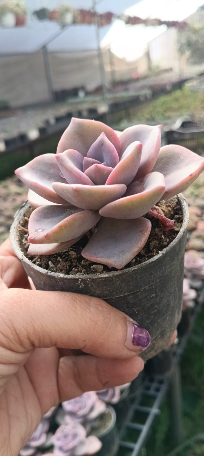 Graptopetalum Purple (With Soil, Plant & Pot)