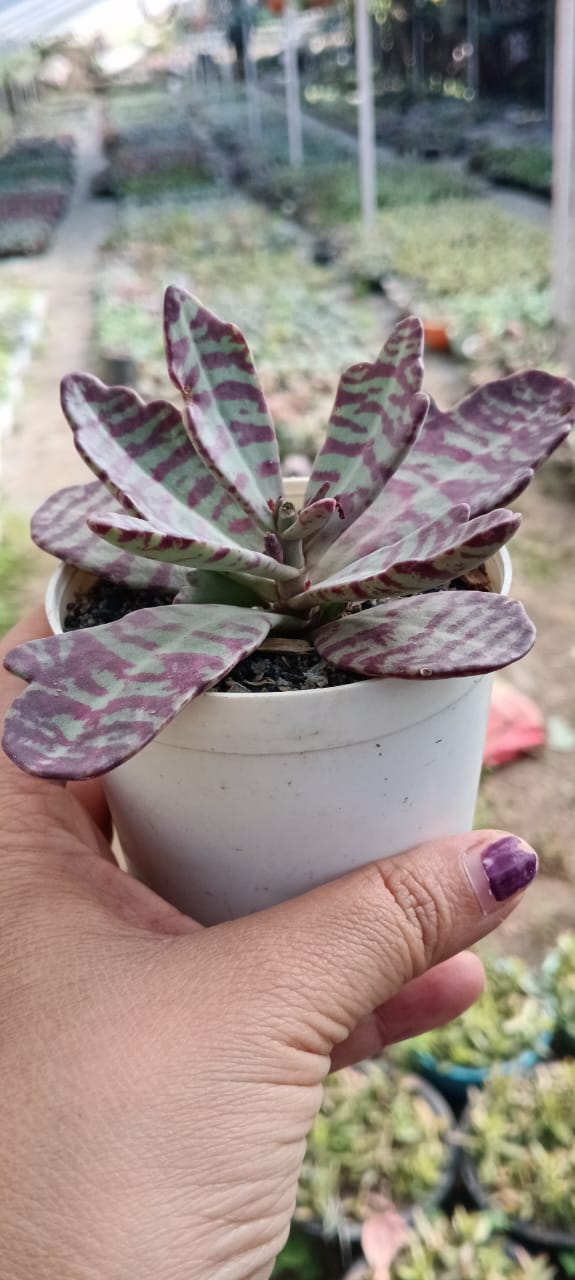 Kalanchoe Humilis (With Soil, Plant & Pot)