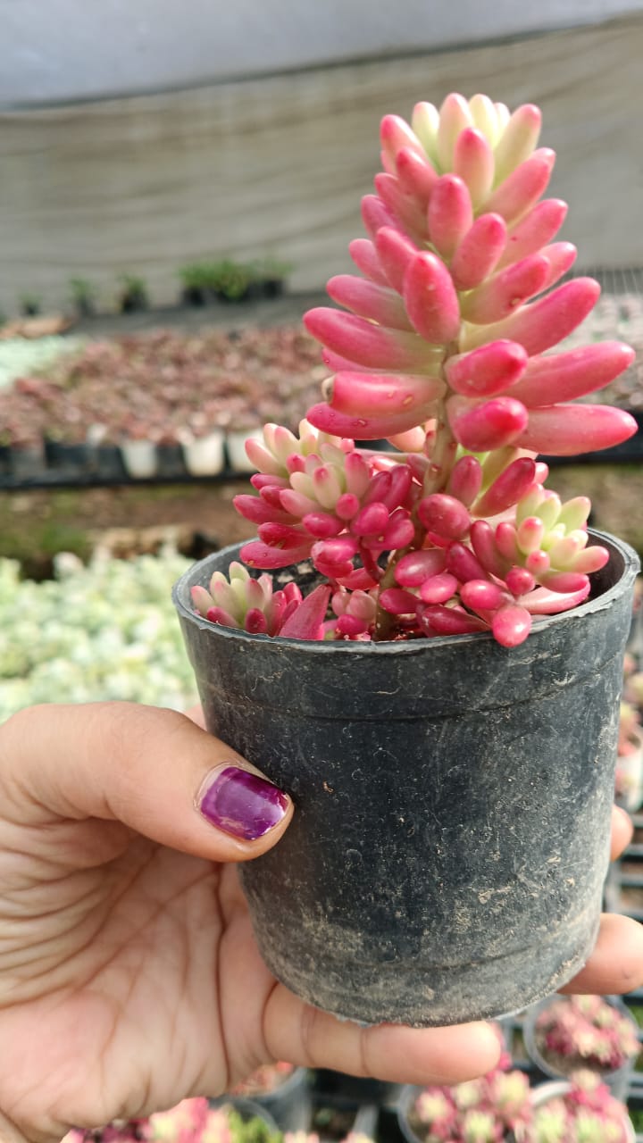 Pink Jelly Bean (With Soil, Plant & Pot)