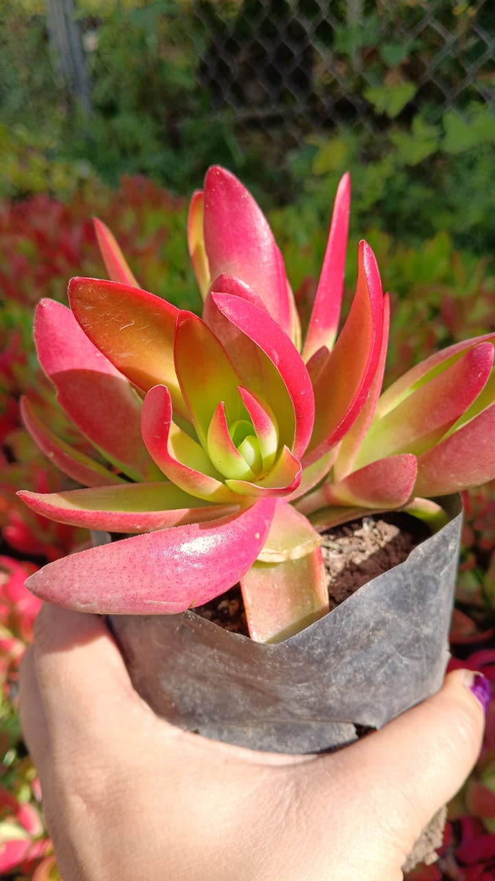 Red Campfire (With Soil, Plant & Pot)