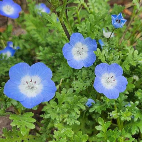 Nemophila Blue (Hybrid Seeds)