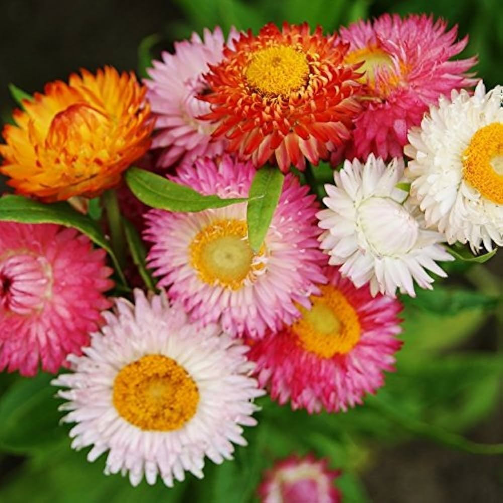 Helichrysum Flowering (Hybrid Seeds)