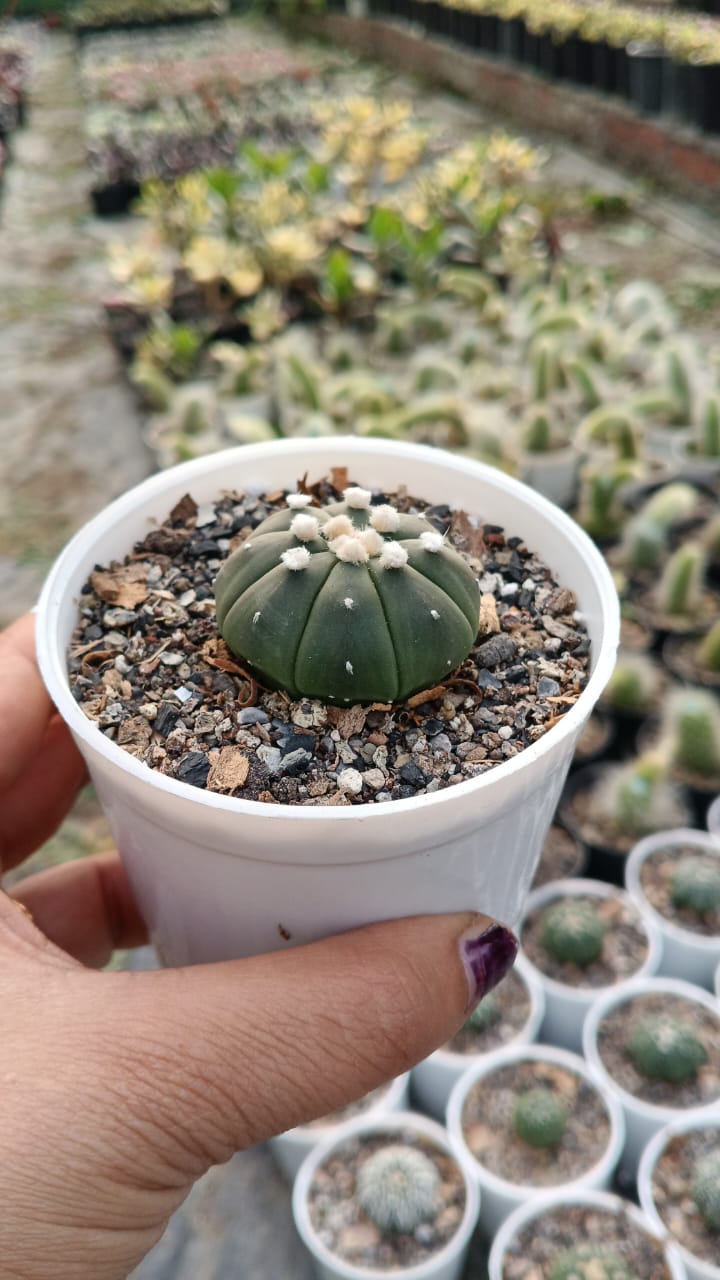 Dollar Cactus (Bare Rooted)