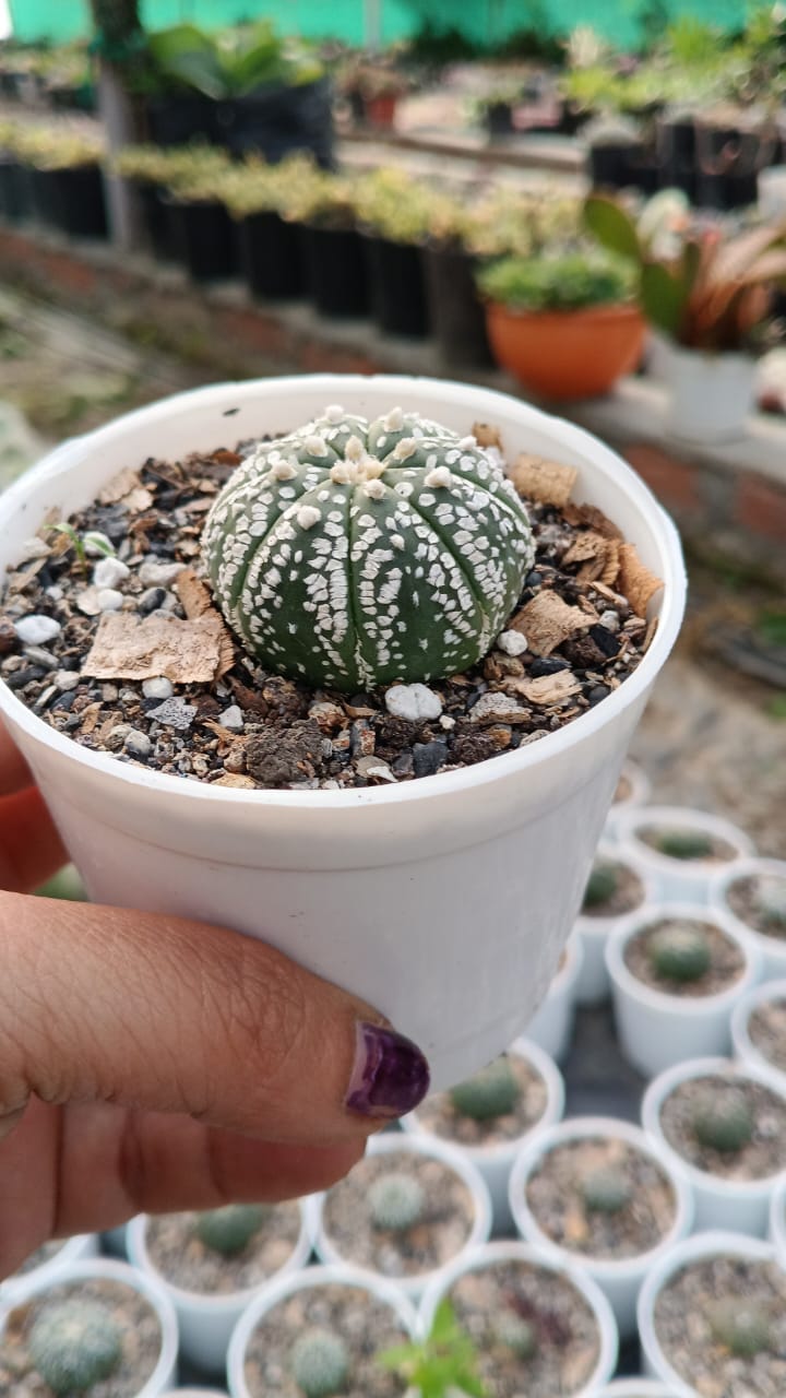 Astrophytum Asterias Cactus (Bare Rooted) – Kumaun Plants