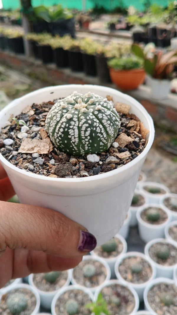 Astrophytum Asterias Cactus (With Soil, Plant & Pot)