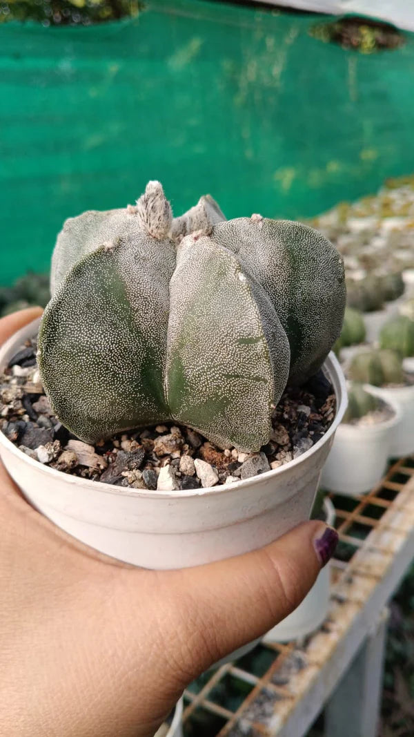 Bishops Cap Cactus (With Soil, Plant & Pot) – Kumaun Plants