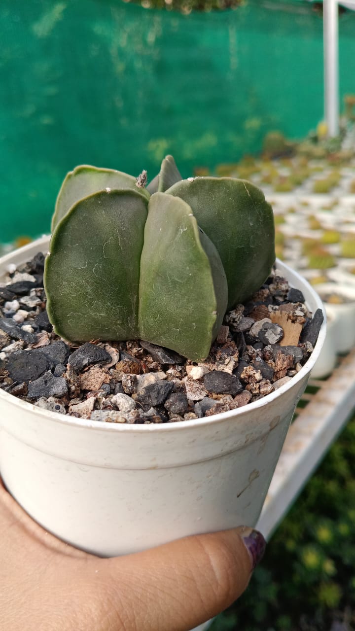 Astrophytum Myriostigma Cactus (Bare Rooted) – Kumaun Plants