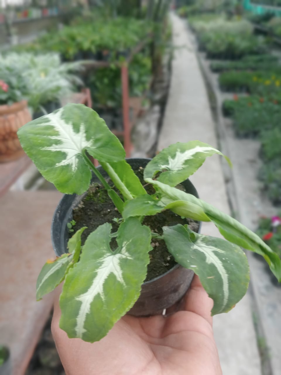 Syngonium Wendlandii (With Soil, Plant & Pot)