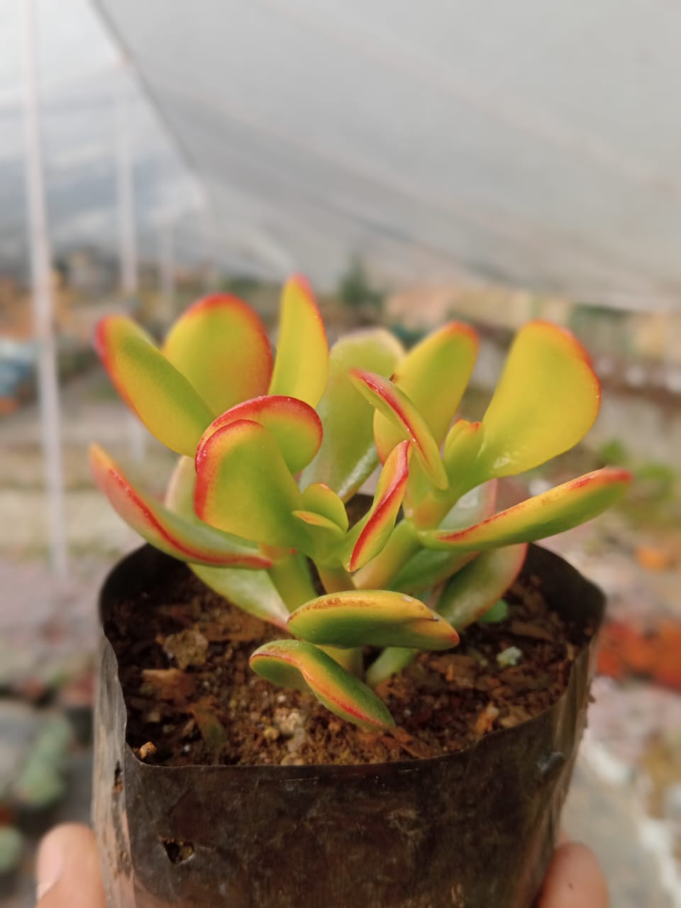 Golden Jade (With Soil, Plant & Pot)