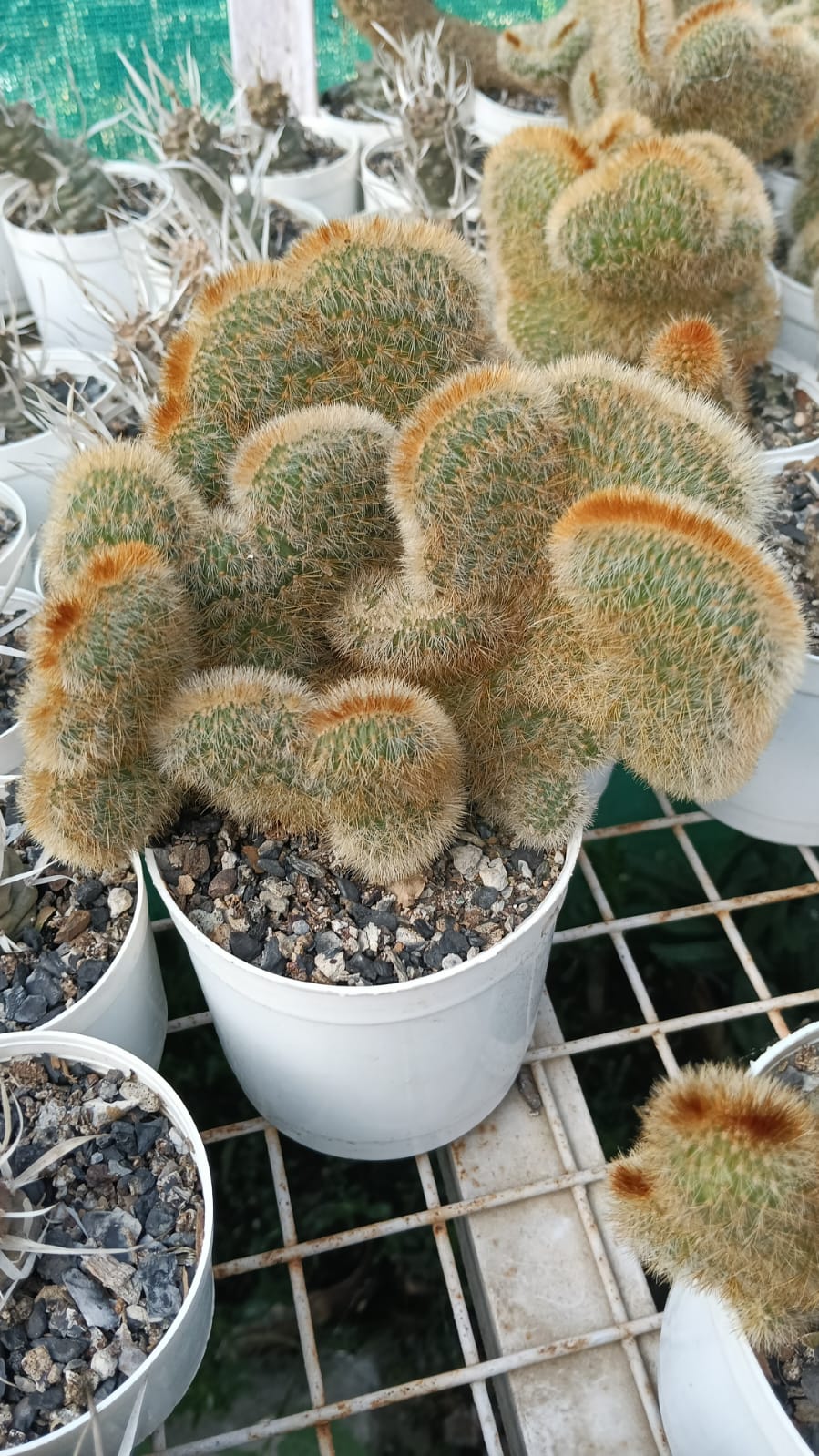 Crested Cactus (With Soil, Plant & Pot)