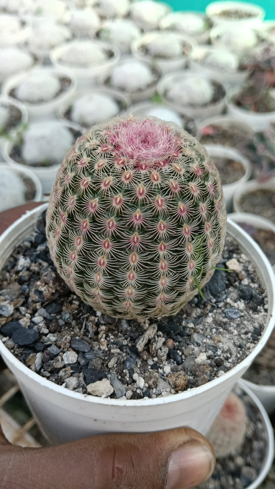Rainbow Cactus (With Soil, Plant & Pot)