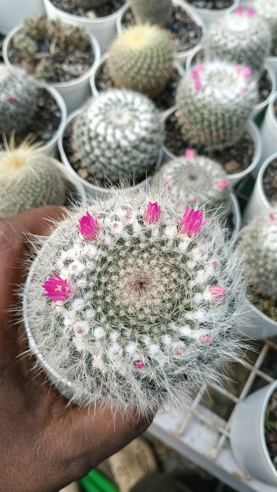 Mammillaria Hahniana Cactus (Bare Rooted)