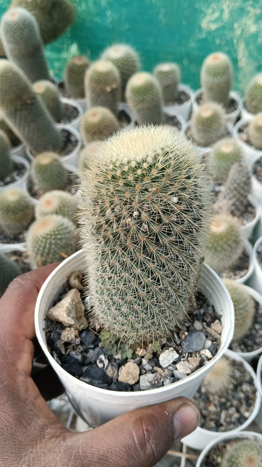 Mammillaria Matudae Thumb Cactus (With Soil, Plant & Pot) – Kumaun Plants