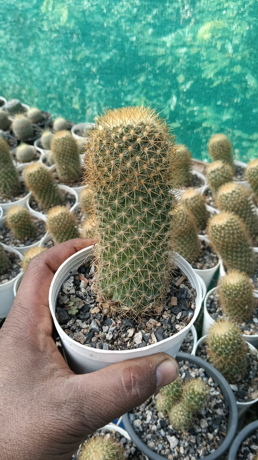 Mammillaria Spinosissima Cactus (Bare Rooted) – Kumaun Plants