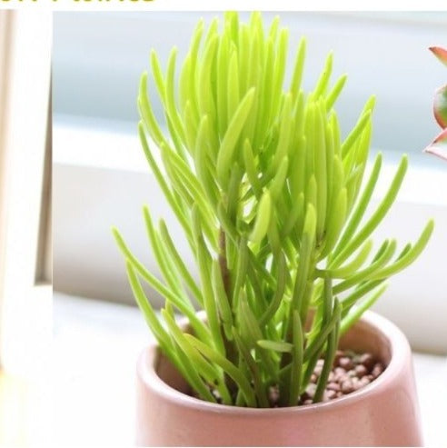 Sencio Vitalis (With Soil, Plant & Pot)