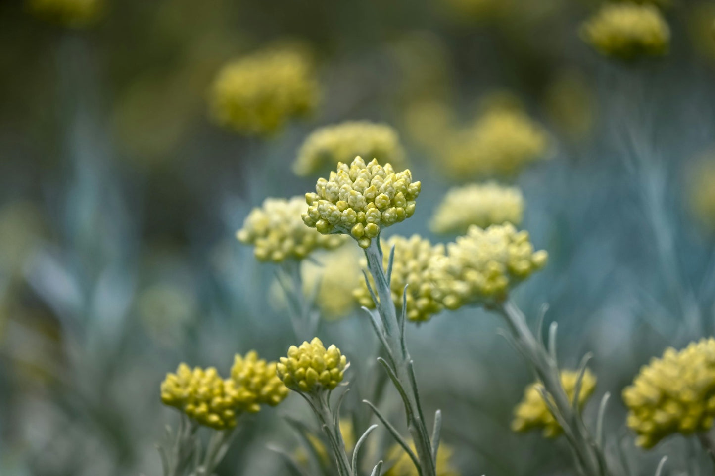 Helichrysum Italicum (With Soil, Plant & Pot)