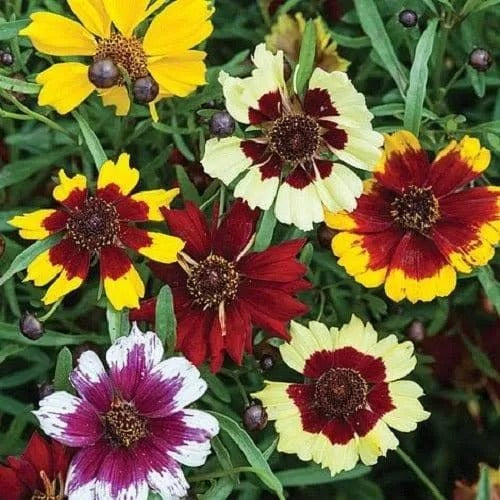 Coreopsis (Hybrid Seeds)
